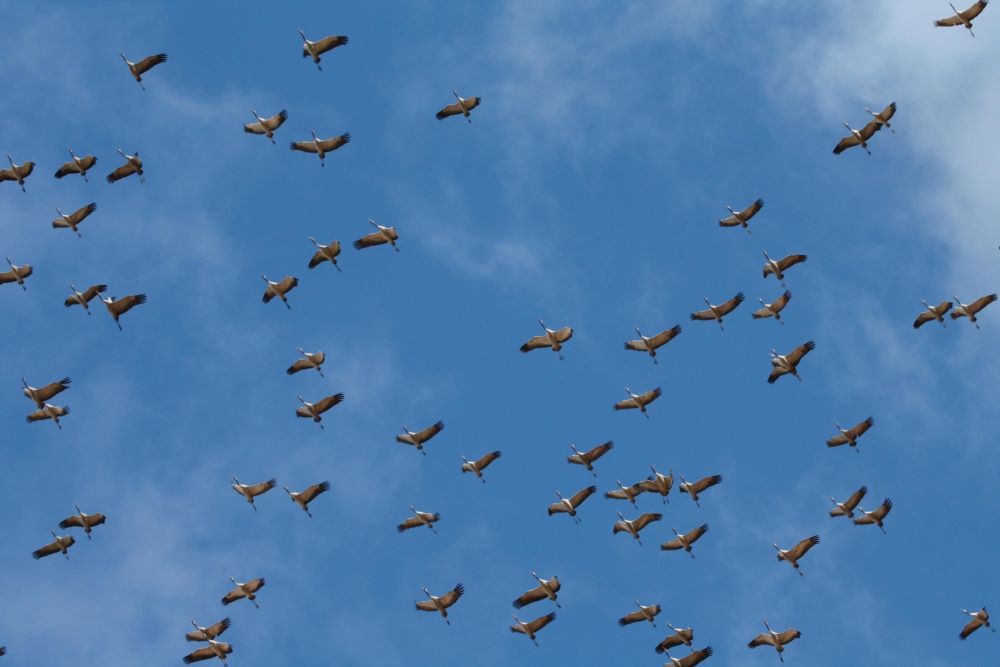 Movimiento migratorio de grullas. Imagen: SEO/BirdLife