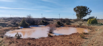 Los proyectos de macrogranjas de Maranchón ponen en riesgo una laguna temporal y una especie de flora protegida
