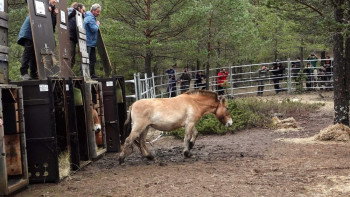 La Junta introduce caballos salvajes en la finca "La Campana" de Checa, en el Parque Natural del Alto Tajo