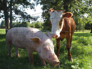 REPORTAJE. Qué, cuándo, quiénes y cuánto comemos