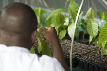 ECONOMÍA. El precio del chocolate sigue disparado en Navidades a la espera de recoger el descenso del precio del cacao 