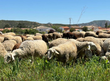 El Gobierno de Castilla-La Mancha refuerza la sanidad animal con medidas fundamentales para la ganadería de la región