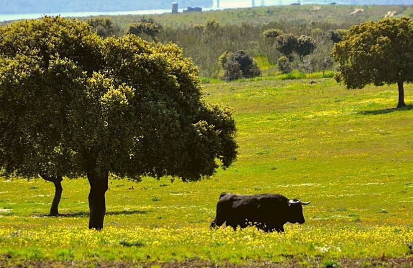 Imagen: Asociación taurina Romancos al campo