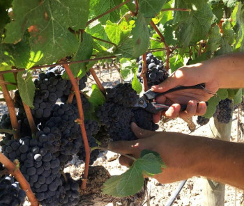 ECONOMÍA. Inquietud en el sector del vino en Castilla-La Mancha ante el retroceso del consumo mundial