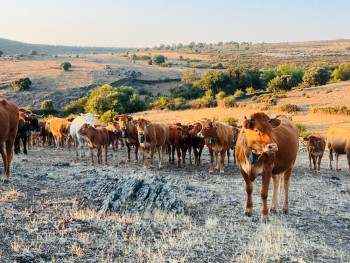 La Diputación aprueba definitivamente las ayudas para collares de vallado perimetral, mientras se intensifican los ataques de lobos en la Sierra Norte