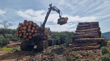 La provincia de Guadalajara refuerza la gestión de sus montes públicos con nuevas ayudas de la Junta