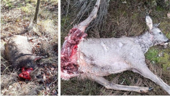 Una montería ilegal deja un reguero de sangre en Uceda y pone en peligro a los vecinos 