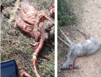 Pacma califica de "horror" la "violencia" de la montería de Uceda