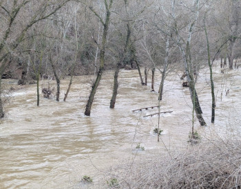 El cauce del río Henares vuelve a situarse en umbral rojo a su paso por Guadalajara