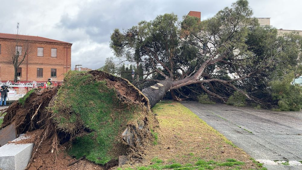 Imagen: El Decano de Guadalajara.