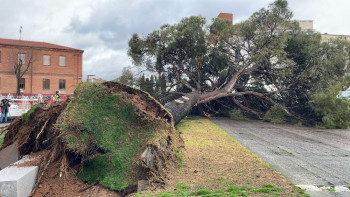 Se viene abajo el gran pino centenario de la plaza de España
