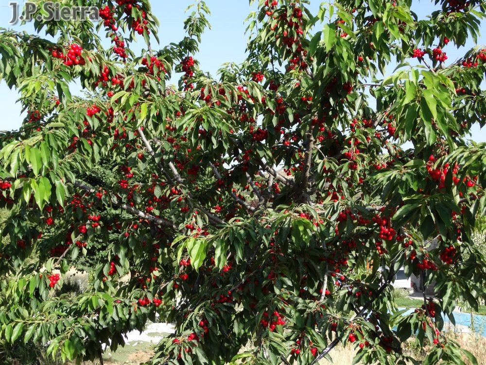 Imagen: J.P. Sierra//'El Rincón de La Isidra'.