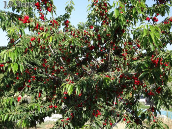 'Mi cerezo en La Alcarria', una original iniciativa ecológica de apadrinamiento en plena naturaleza 