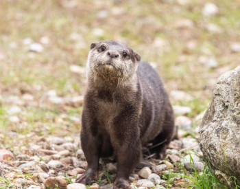 El Zoo de Guadalajara presenta a su nueva nutria y estrena una escultura junto al recinto