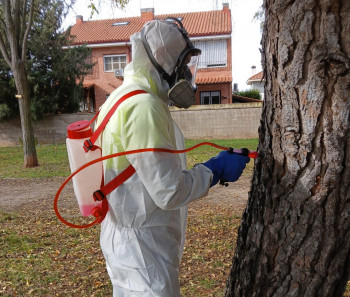 Rotundo éxito un año más de los tratamientos contra la procesionaria en Cabanillas