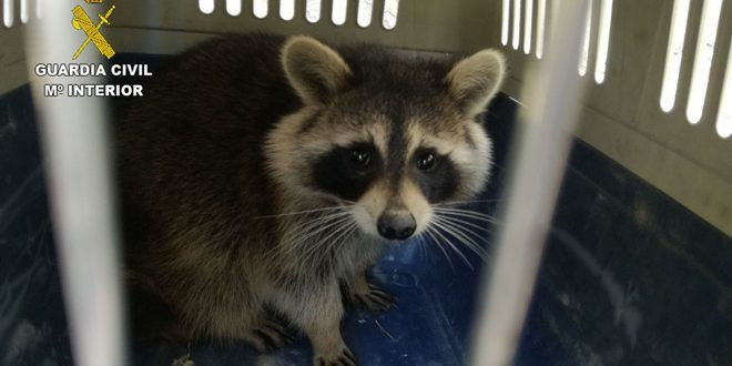Importante descenso de la población de mapaches en Guadalajara 