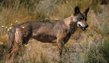 Ecologistas y Fondo Lobo exigen a la Junta un plan urgente para salvar al lobo ibérico en Castilla-La Mancha 