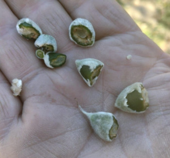 UPA advierte de los perjuicios de las heladas en el almendro de CLM y evidencian las carencias del seguro agrario