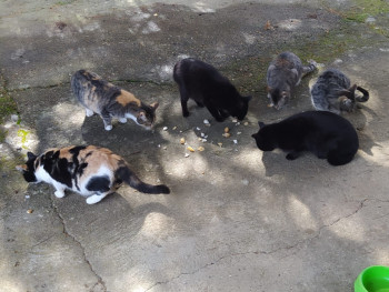 La ciudad de Guadalajara alberga 600 gatos callejeros