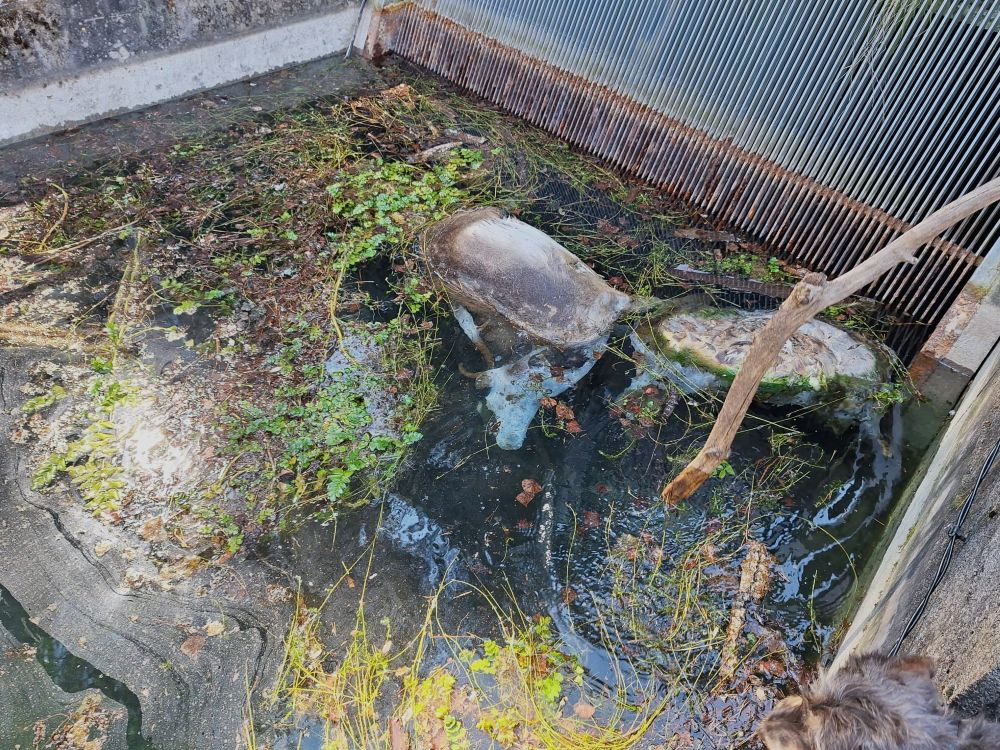 Imagen: Terra Naturalis