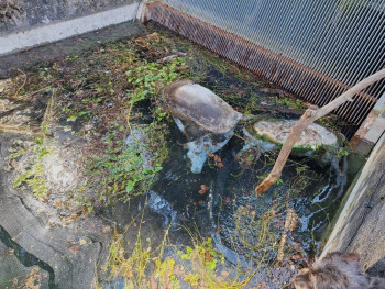 El canal de la presa del Hoz Seca sigue siendo una trampa mortal para la fauna del Parque Natural del Alto Tajo