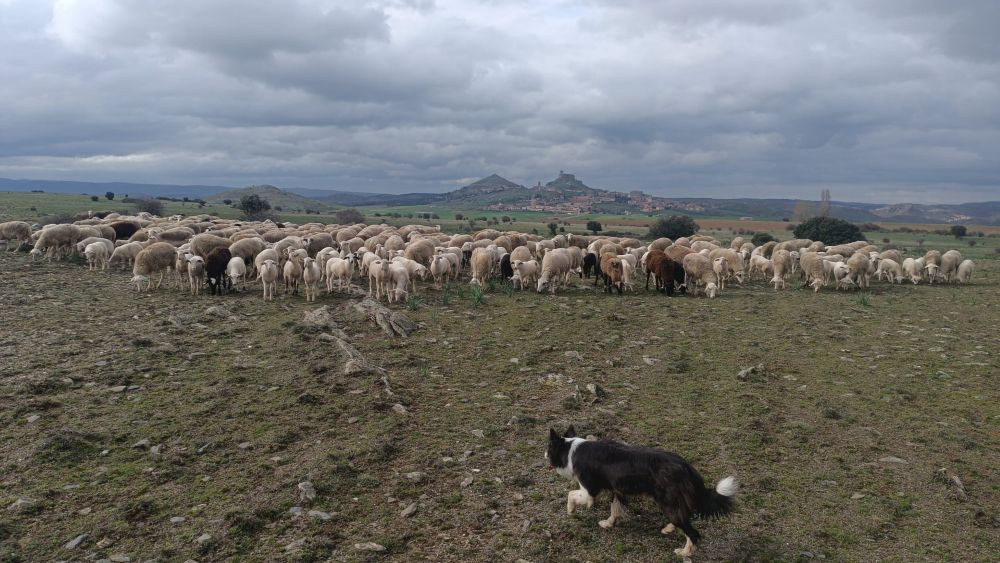 Imagen: El Decano de Guadalajara