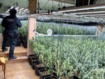 La Guardia Civil desmantela una plantación con casi 1.200 plantas de marihuana en Uceda