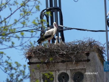 Cerca de 80 parejas de cigüeña blanca anidan en Guadalajara. Su mayor depredador: el hombre 