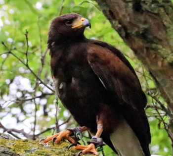 Cabanillas intensifica las medidas contra la proliferación de palomas torcaces