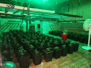 Desarticulado un grupo criminal dedicado a la producción de marihuana en la urbanización de El Clavín