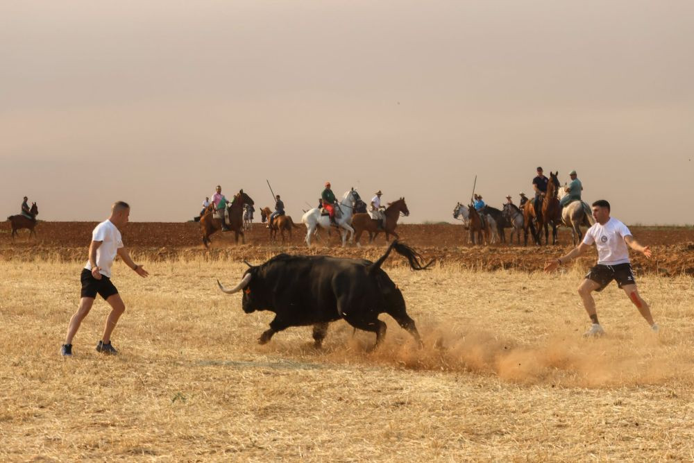 Uno de los encierros por el campo realizados en Cabanillas del Campo en sus últimas fiestas//Imagen: Ayuntamiento de Cabanillas del Campo.