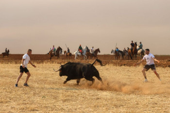 REPORTAJE. Los taurinos de Guadalajara disfrutarán de más de un centenar de encierros por el campo en agosto y septiembre