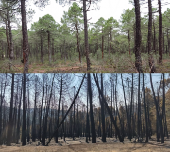 La Sierra Norte y el reto de transformar los bosques de repoblación: el gran combustible de los incendios forestales