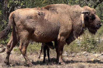El Recuenco cuenta con un nuevo vecino: un bebé de bisonte llamado Bienvenido