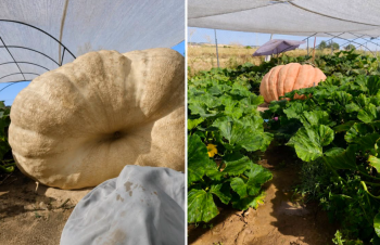 Trufa y Lula: Las dos calabazas de más de 600 kilos ubicadas en 'El Huerto de Carlos' 