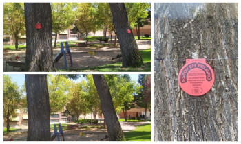 El equipo de Gobierno se apresura para 'eliminar' la acción urbana de Aike contra la tala de árboles 