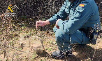 Se investiga un supuesto delito de maltrato animal en Iriépal 