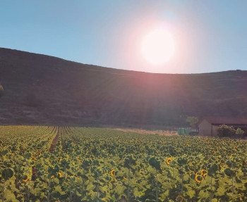 Castilla-La Mancha abona 278 millones de euros de anticipo de la PAC a 73.000 agricultores y ganaderos 