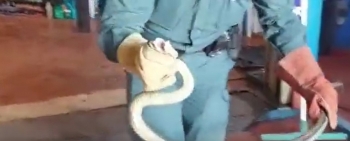 Capturada una culebra de más de 1'5 metros dentro del motor de un vehículo