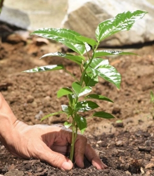 Air Europa y CO2 gestión crean su bosque corporativo en Riba de Saelices