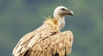 Descubrir el Parque Natural del Barranco del Río Dulce a través de una ruta de senderismo interpretado