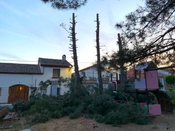 Malestar vecinal en Masegoso de Tajuña ante la tala "indiscriminada" de árboles por parte de su alcalde