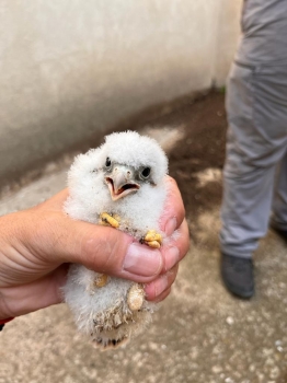 El cernícalo primilla anida en el Primillar de Quer
