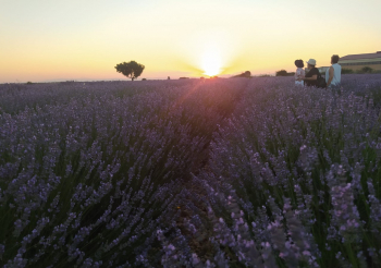 Continúan las actividades en los campos de lavanda de Brihuega