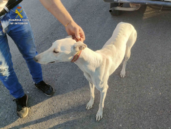 Sorprendidas cuatro personas cazando furtivamente con galgos en Quer