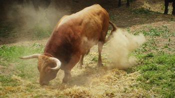 ¿Defensores o extremistas?