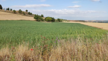 Castilla-La Mancha ampliará hasta el 15 de septiembre el plazo de presentación de alegaciones a la PAC
