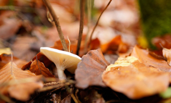 Los ‘seteros’ están de enhorabuena, la temporada micológica se prevé excelente en la provincia