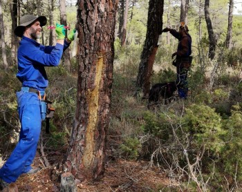 La Diputación pone en marcha un programa de asesoramiento personalizado para futuros resineros en el Señorío de Molina