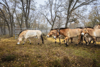 Villanueva de Alcorón recibe 16 ejemplares de caballos salvajes, los únicos de su especie que pastarán en libertad en toda Europa Occidental
